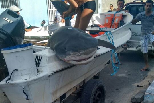Equipe de pesca mata tubarão de quase 4 metros em praia de Macau/RN