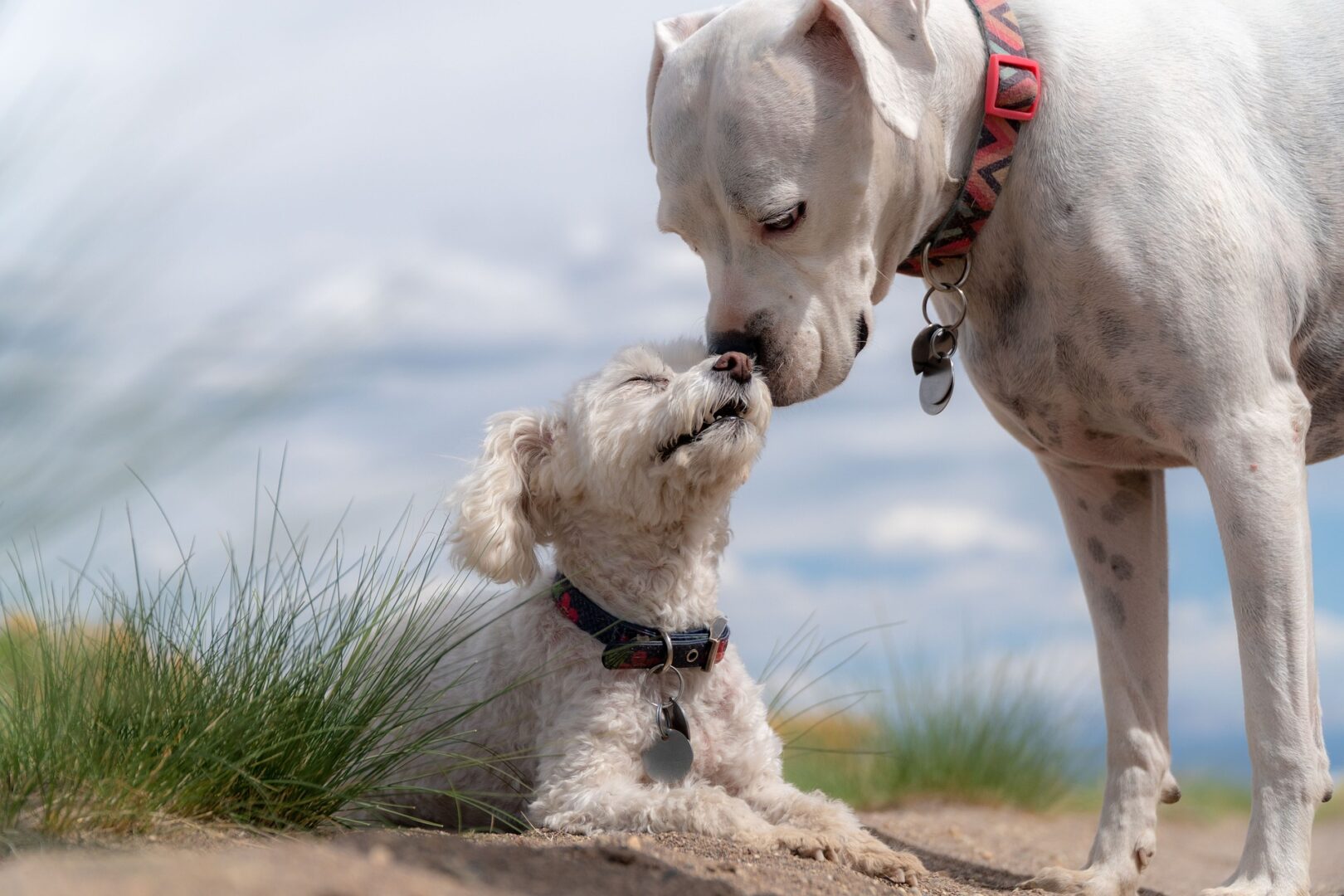 Cães são mais felizes na companhia de outros animais, sugere novo estudo