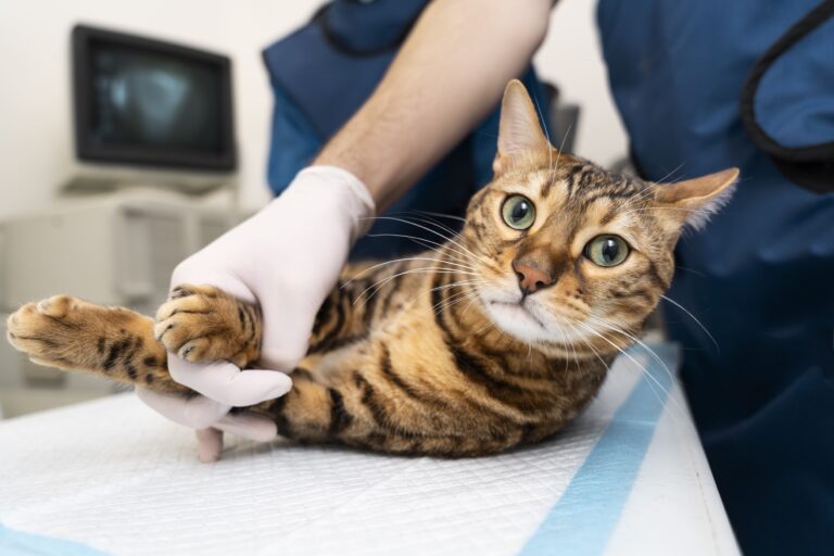 Descubra agora como identificar e aliviar as dores nas articulações do seu gato!