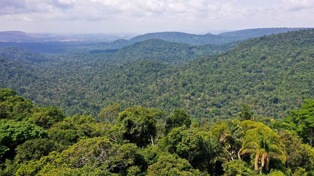 Entenda sobre o crédito de carbono, mercado que deve gerar recursos para quem mantém a floresta em pé (Créditos: Agência Brasil)