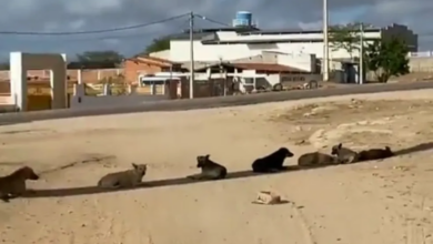 Cachorros buscam refúgio em sombra de poste para fugir do forte calor