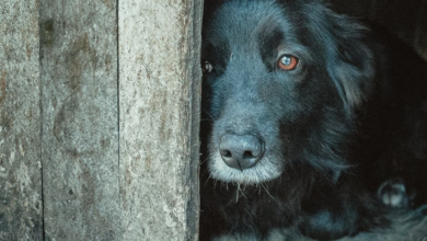 Como proteger seus Pets contra os estampidos dos fogos de artifício? (Foto: Agência Senado)