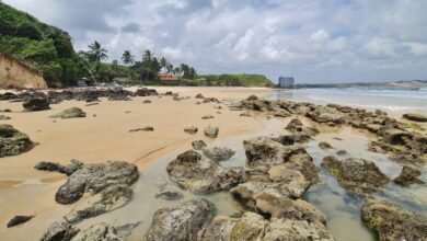 Parnamirim emite alerta sobre aumento no número de ninhos de tartaruga no Litoral Sul (Foto: Ney Douglas / Prefeitura de Parnamirim)