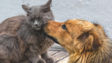 cachorro e gato