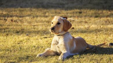 Educação de filhotes é base para cães bem-comportados e felizes