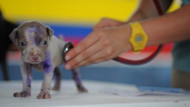 Prefeitura anuncia primeiro hospital público veterinário de Natal