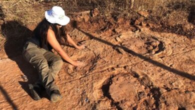 Pesquisadores da UFRN descobrem novas pegadas de dinossauro que viveu há 125 milhões de anos