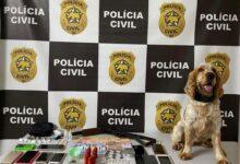 Cao policial Aquiles auxilia em operacao contra trafico de drogas em Extremoz