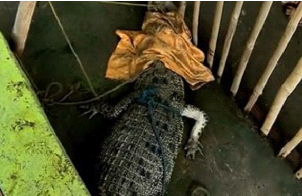 crocodilo-capturado