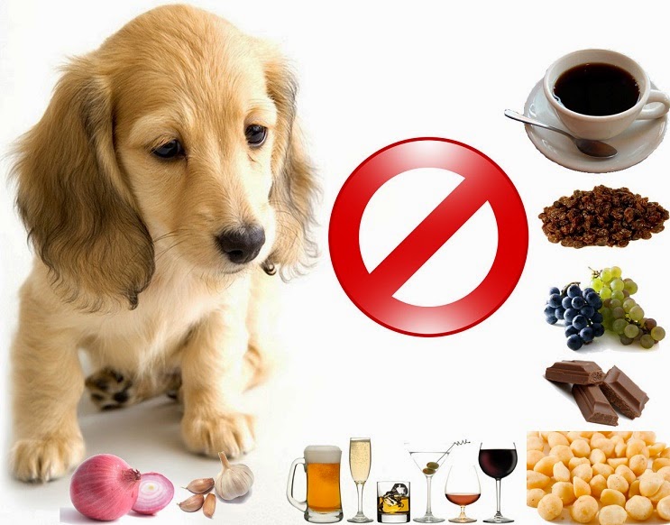 alimentos-proibidos-para-cães