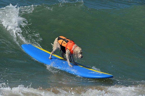 cão-surfista