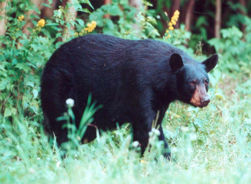 urso-negro