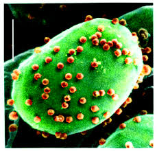 vírus-Algae
