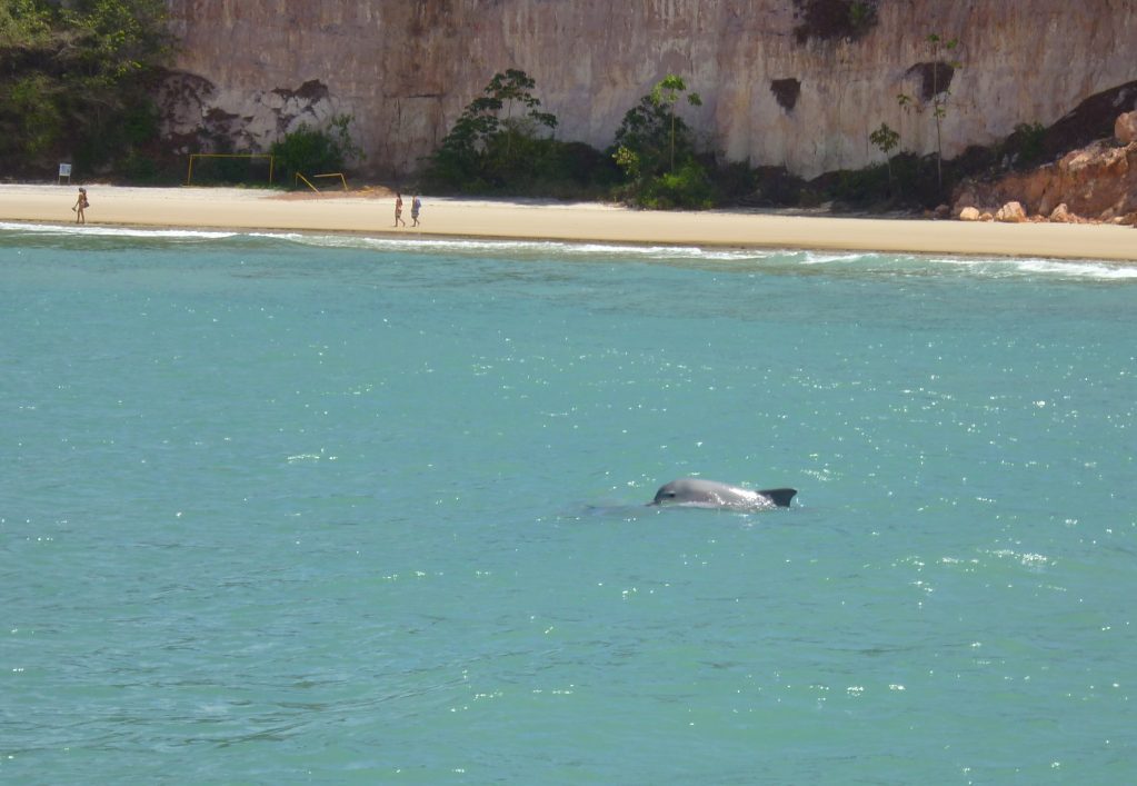 Baia-dos-Golfinhos.-Foto-Site-Mochileiros
