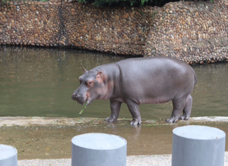 Hipopótamo-Yago