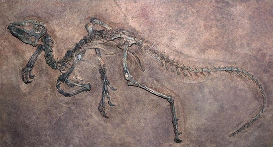 fóssil-de-dinossauro-