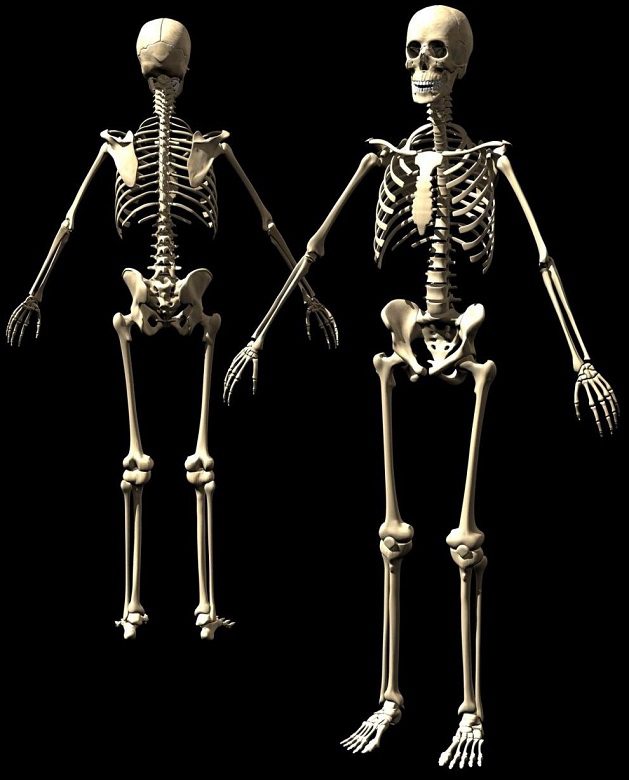 esqueleto-humano-ossos