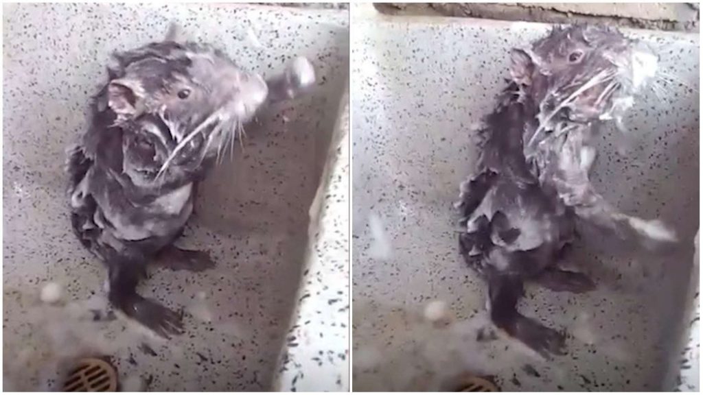 A verdade por trás do vídeo que exibe um rato tomando banho