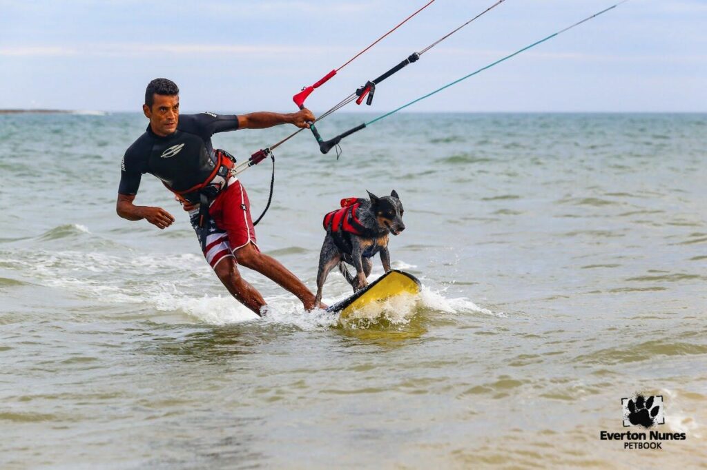 maya Surf City Surf Dog