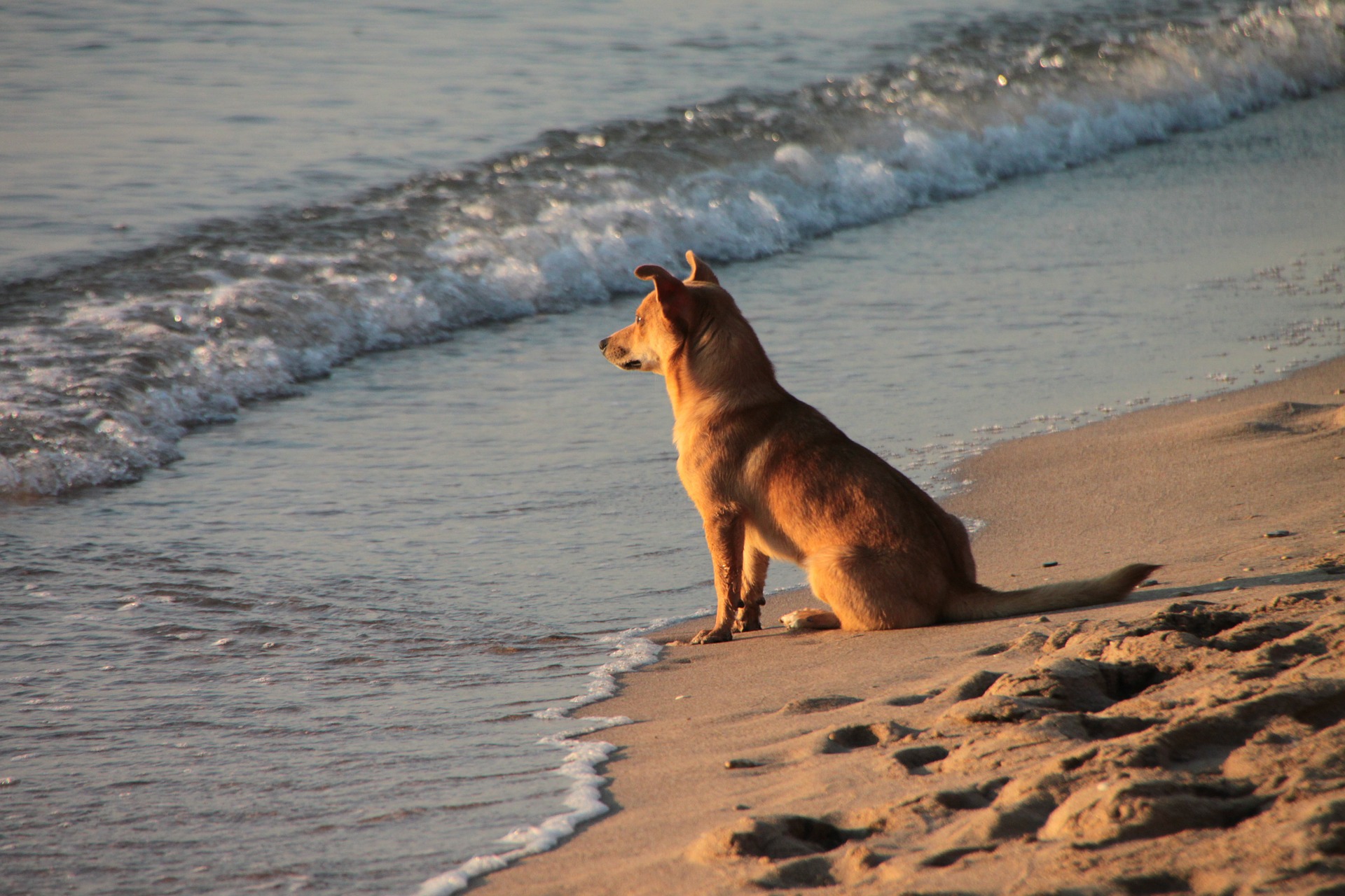 Projeto aprovado permite circulação de animais Pets nas praias de Natal cachorro