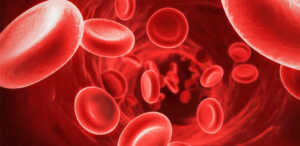 célula de sangue
