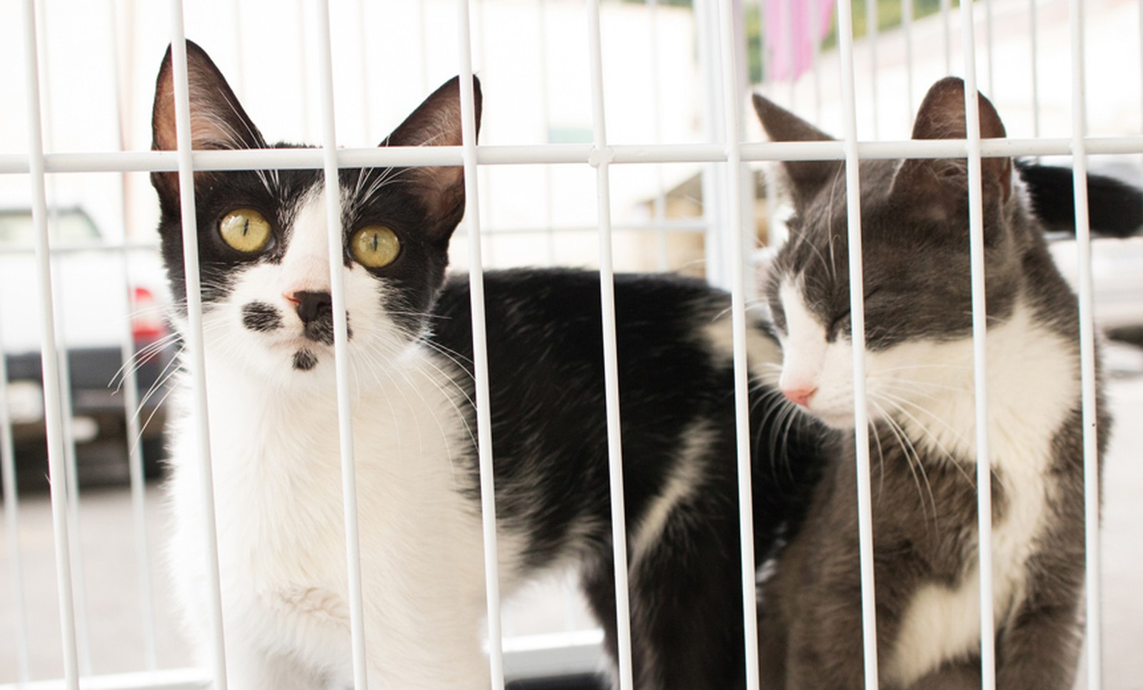 Prefeitura de Natal oferece castração gratuita de gatos