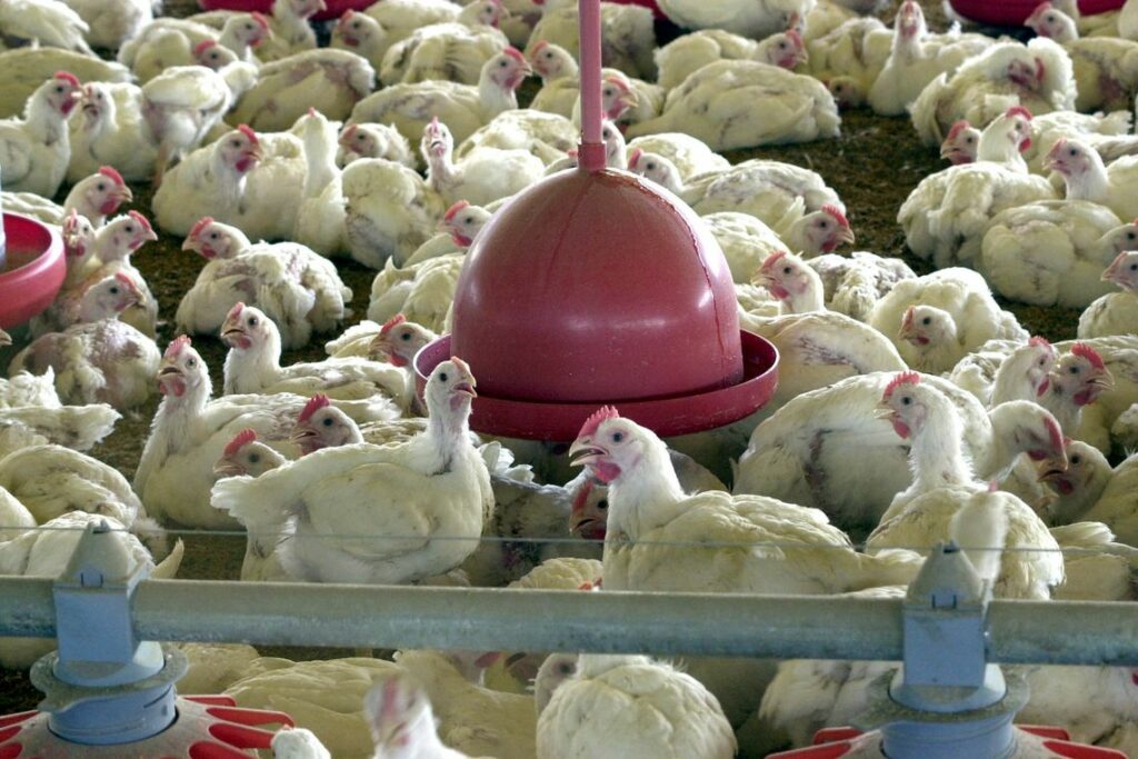 Anvisa proíbe a comercialização de lotes de frango da Perdigão
