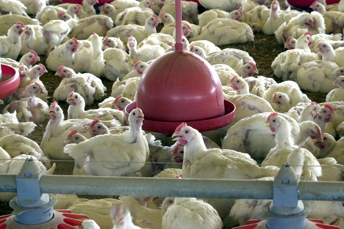 Anvisa proíbe a comercialização de lotes de frango da Perdigão