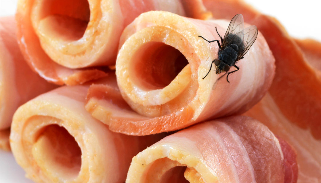 O que é a Virose da mosca e quais os seus sintomas