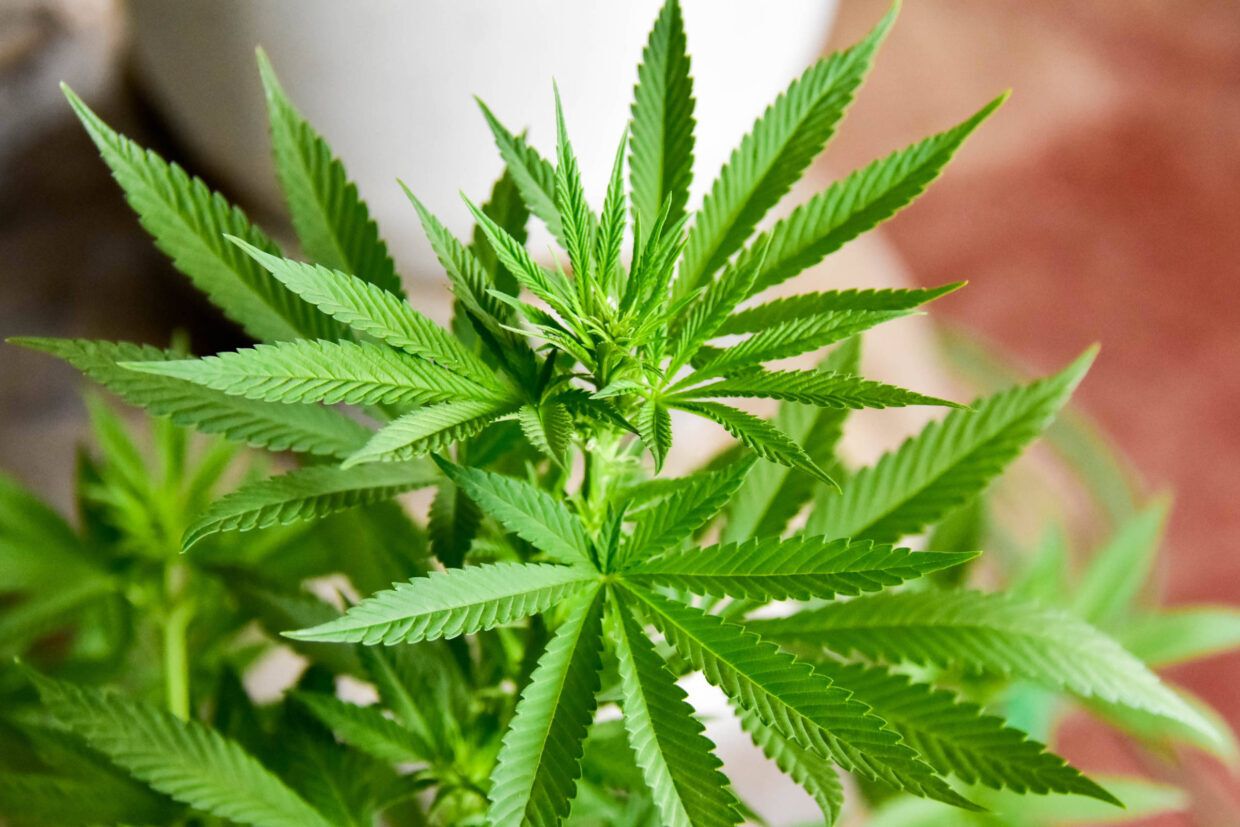 Resolução que regulamenta fabricação e venda de produtos derivados da cannabis entra em vigor
