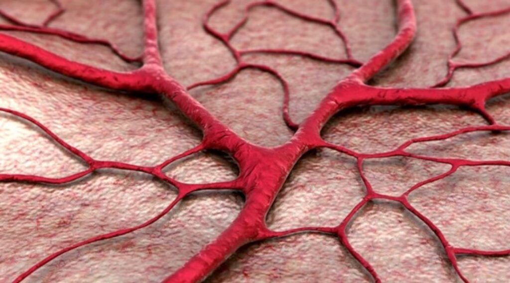 Vasos sanguíneos das mulheres envelhecem mais rapidamente que os dos homens