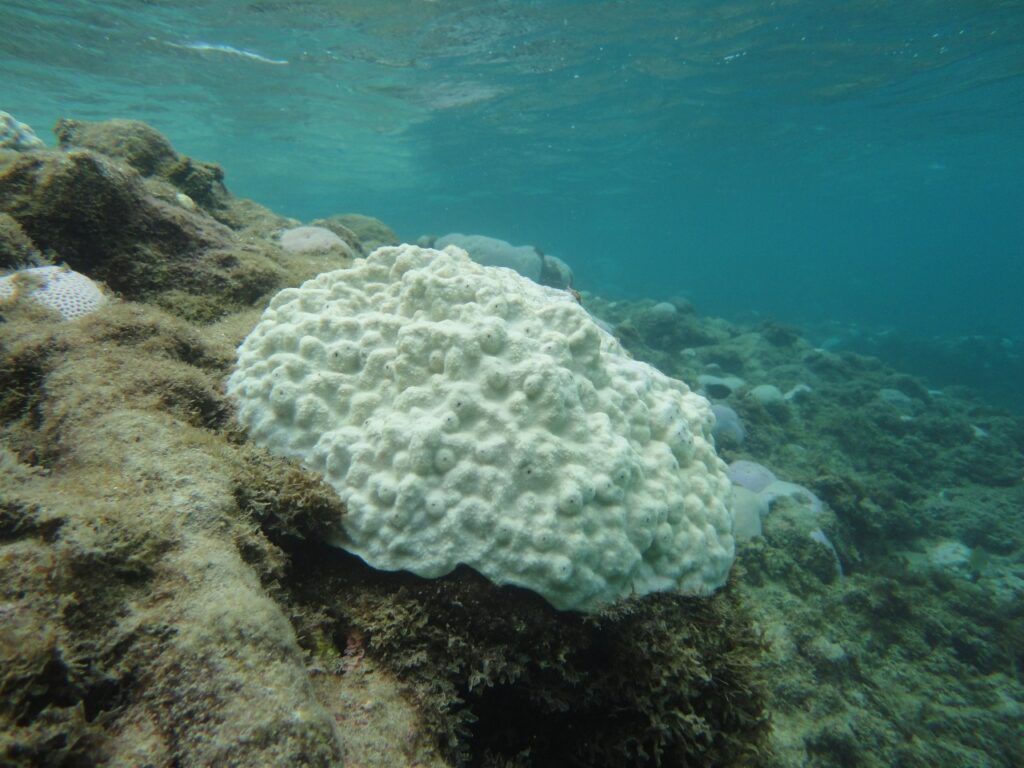 Branqueamento de corais no RN chama atenção e é um alerta para a sociedade 