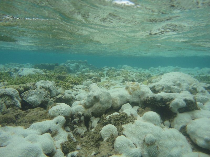 Branqueamento de corais no RN chama atenção e é um alerta para a sociedade