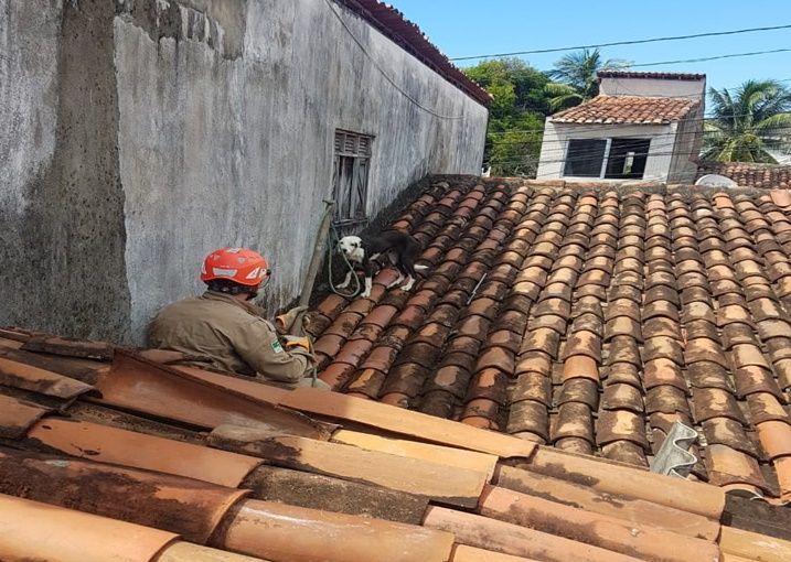Bombeiros resgatam cadela presa em telhado de uma residência