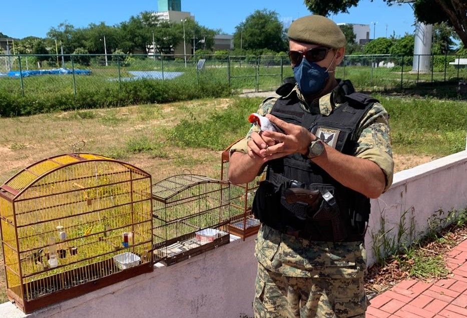 Guarda Municipal resgata pássaros nas feiras livres de Felipe Camarão e Igapó