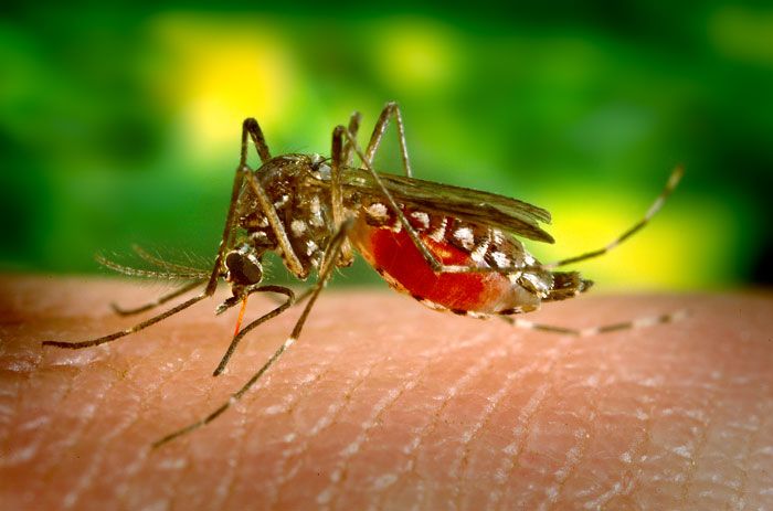 Pesquisa da UFRN desenvolve produto farmacêutico para combater o Aedes aegypti