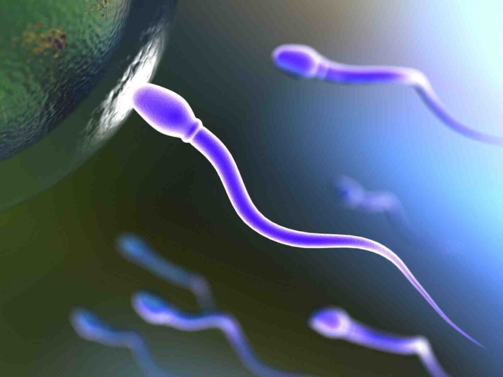 O que dizem os estudos sobre infertilidade masculina após infecção grave por Covid-19