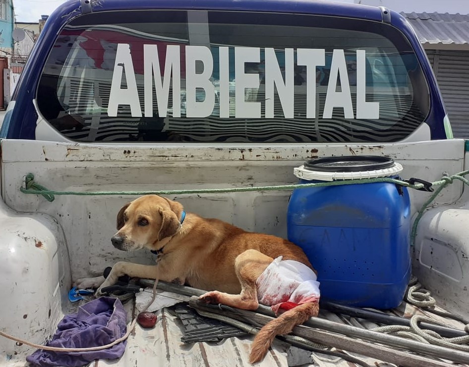 Cadela com sangramento exposto é regatada pela Guarda Municipal de natal