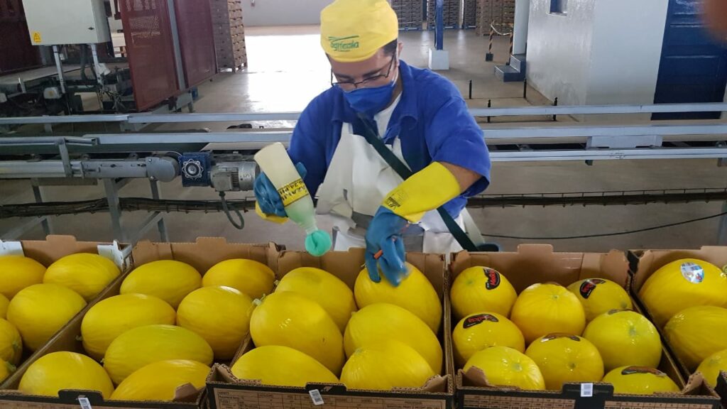 Rio Grande do Norte pode triplicar exportação de melão para o Chile