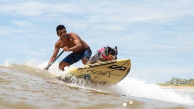 Natal, Pipa e Baía Formosa recebem 2ºedição do Surf Dog Festival