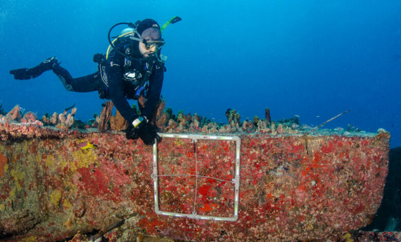 coral sol expedição para remover espécie invasora no litoral do RN