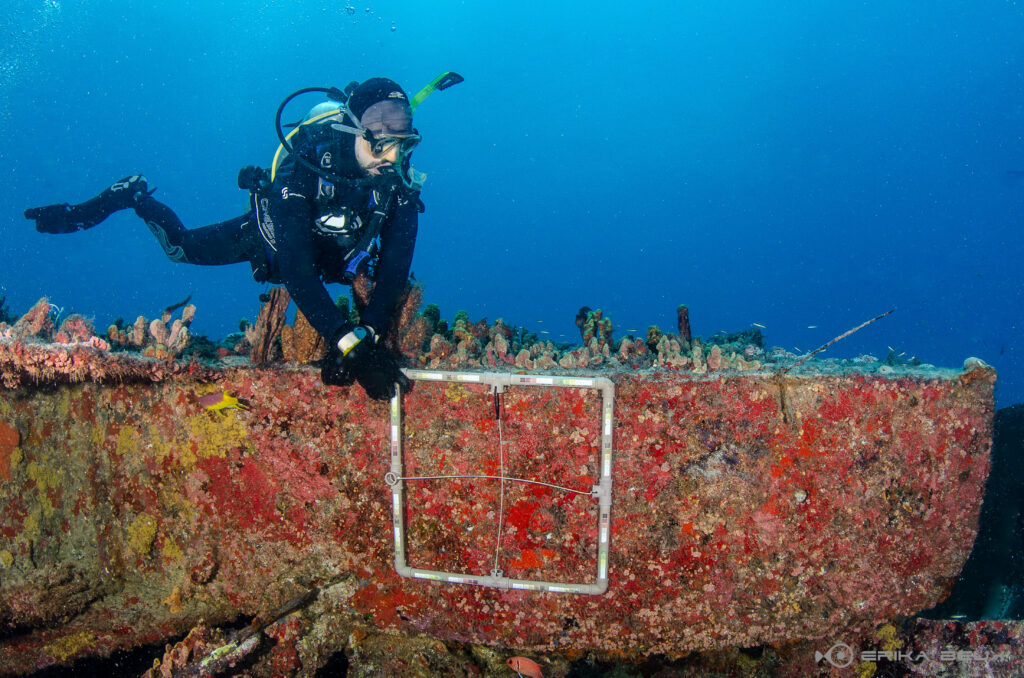 coral sol expedição para remover espécie invasora no litoral do RN
