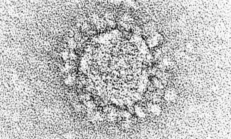 O coronavírus pode infectar e possivelmente se esconder nas células de gordura
