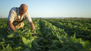 Sicredi disponibiliza mais de R$ 50 bilhões em crédito para produtores rurais