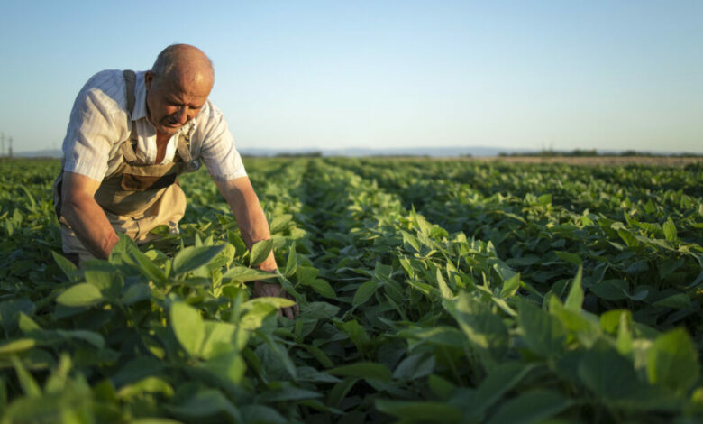 Sicredi disponibiliza mais de R$ 50 bilhões em crédito para produtores rurais