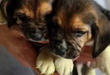 Cães são clonados pela primeira vez no mundo