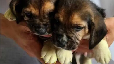 Cães são clonados pela primeira vez no mundo