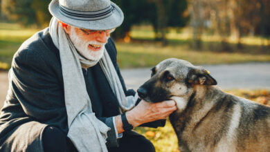 Cães sedentários têm mais chance de desenvolver "Alzheimer" canino