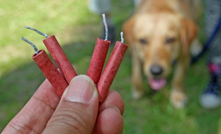 Fogos de artifício: veterinário explica como proteger os pets durante o Réveillon