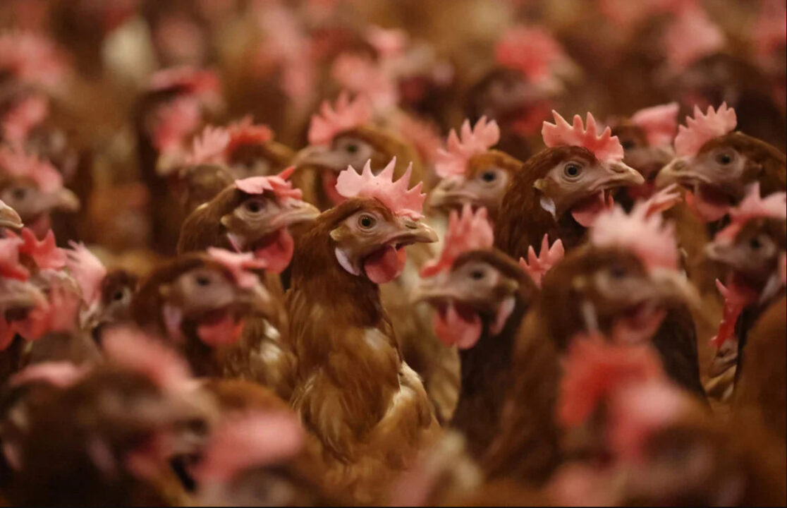China registra primeira morte humana por gripe aviária H3N8